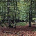 Hayedo (Fagus sylvatica)